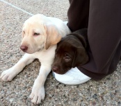 2011-04-25-Rossi Labs-05.jpg